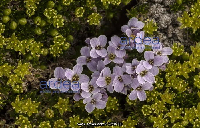 : Pyrenean Whitlow Grass, Petrocallis pyrenaica, amongst : Pyrenean Whitlow Grass, Petrocallis pyrenaica, amongst