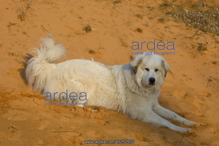 : Pyreneean Mountain Dog lying on sand Provence France : Pyreneean Mountain Dog lying on sand Provence France