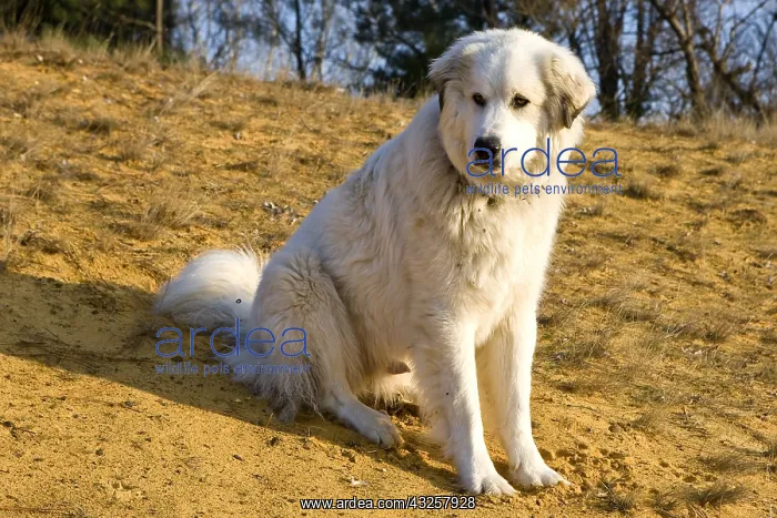 : Pyreneean Mountain Dog sitting on sand Provence France : Pyreneean Mountain Dog sitting on sand Provence France