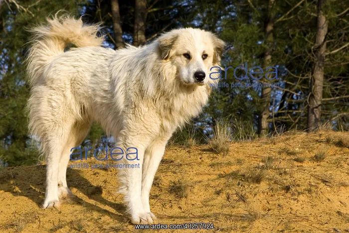  : Pyreneean Mountain Dog standing on sand Provence France