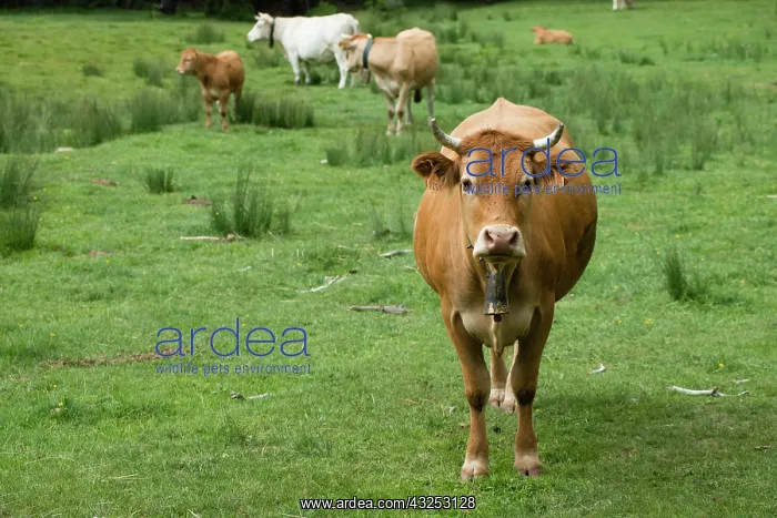 : Pyrenees cattle in mountain meadow -La Pobla de Lillet Spain : Pyrenees cattle in mountain meadow -La Pobla de Lillet Spain