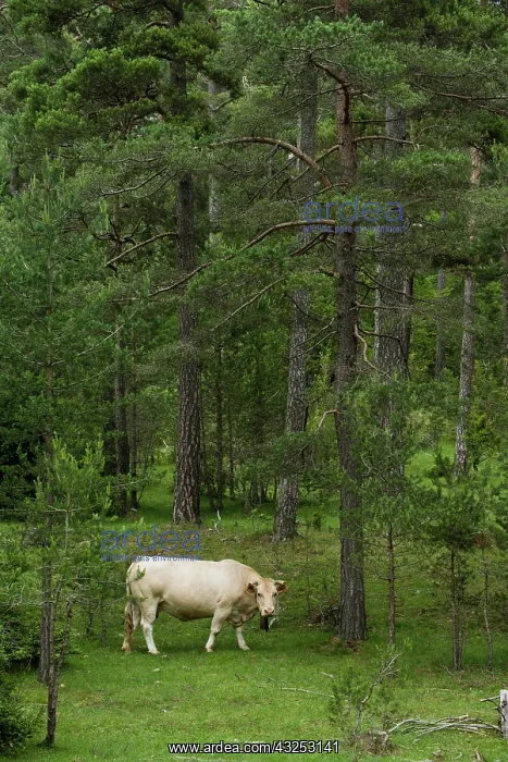 : Pyrenees cattle in mountain meadow -La Pobla de Lillet Spain : Pyrenees cattle in mountain meadow -La Pobla de Lillet Spain
