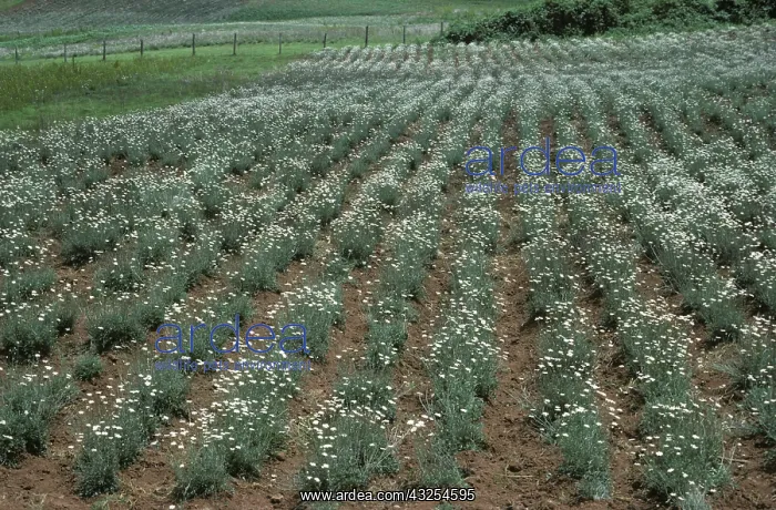 : Pyrethrum crop : Pyrethrum crop