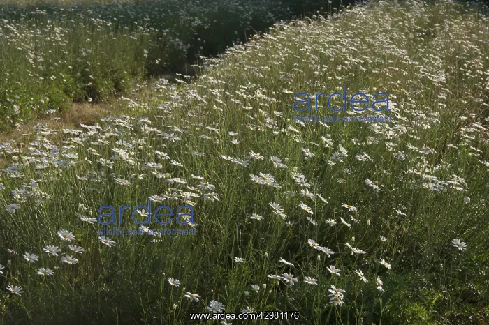 : Pyrethrum Daisies : Pyrethrum Daisies