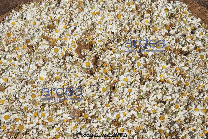 : Pyrethrum Daisies - being dried : Pyrethrum Daisies - being dried