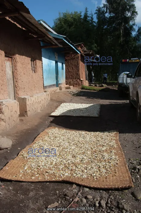 : Pyrethrum Daisies - being dried : Pyrethrum Daisies - being dried