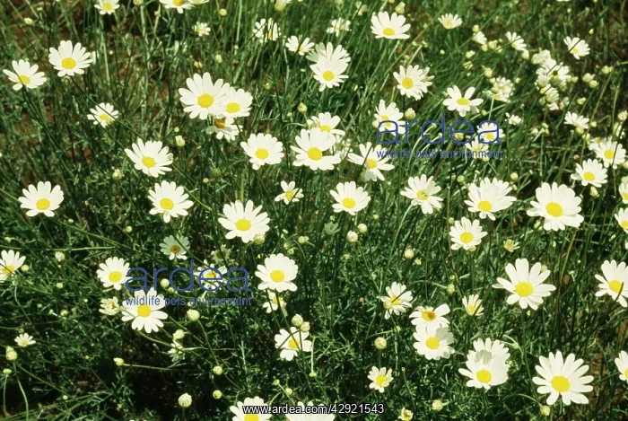 : Pyrethrum flowers - a natural source of insecticide : Pyrethrum flowers - a natural source of insecticide