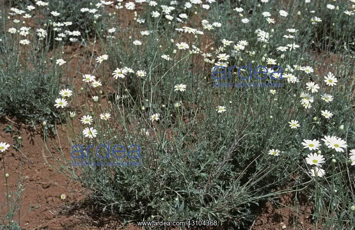 : Pyrethrum grown for Organic Insecticide : Pyrethrum grown for Organic Insecticide