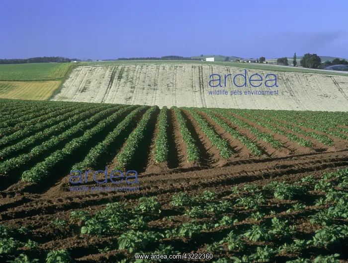 : Pyrethrum and potatoes : Pyrethrum and potatoes