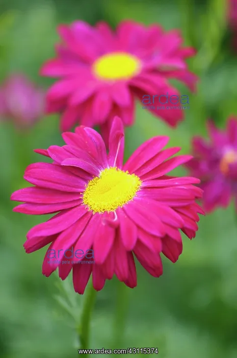 : Pyrethrum roseum Duro, Chrysanthemum, Pink, Perennial, Sum : Pyrethrum roseum Duro, Chrysanthemum, Pink, Perennial, Sum