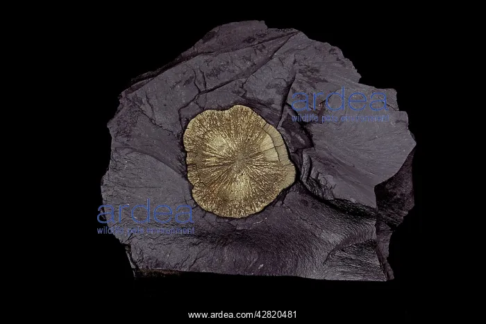 : Pyrite (FeS2) (Iron sulfide) / Pyrite Sun / Pyrite : Pyrite (FeS2) (Iron sulfide) / Pyrite Sun / Pyrite