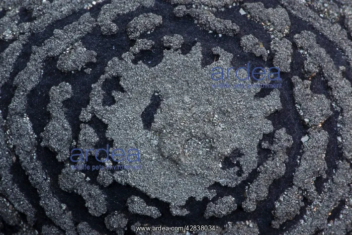 : Pyrite on Shale Concretion : Pyrite on Shale Concretion