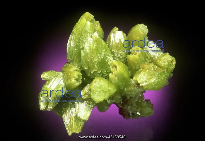 : Pyromorphite : Pyromorphite