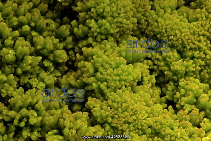 : Pyromorphite - lead mineral : Pyromorphite - lead mineral