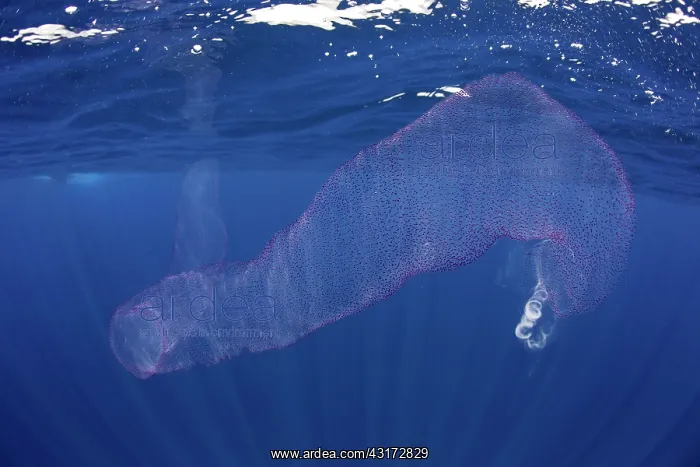 : Pyrosomes, colony hundreds to thousands individuals : Pyrosomes, colony hundreds to thousands individuals