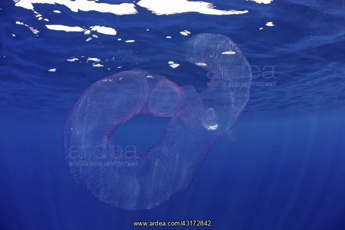: Pyrosomes, colony hundreds to thousands individuals : Pyrosomes, colony hundreds to thousands individuals