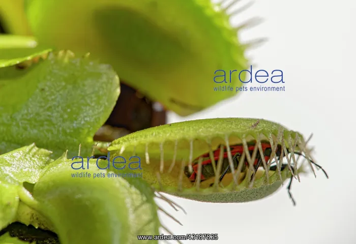 : Pyrrhocoridae ( Pyrrhocoridae ) in Venus flytrap : Pyrrhocoridae ( Pyrrhocoridae ) in Venus flytrap