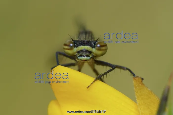 : Pyrrhosoma nymphula : Pyrrhosoma nymphula