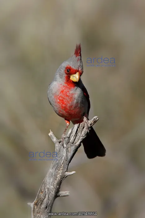  : Pyrrhuloxia