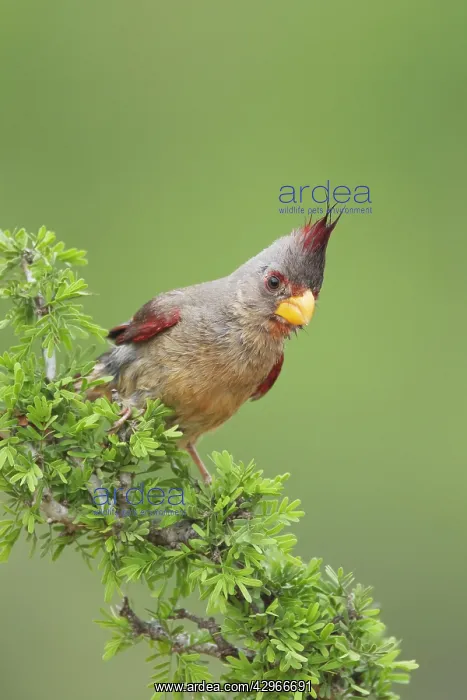 : Pyrrhuloxia : Pyrrhuloxia