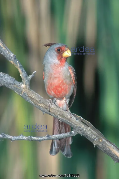 : Pyrrhuloxia : Pyrrhuloxia