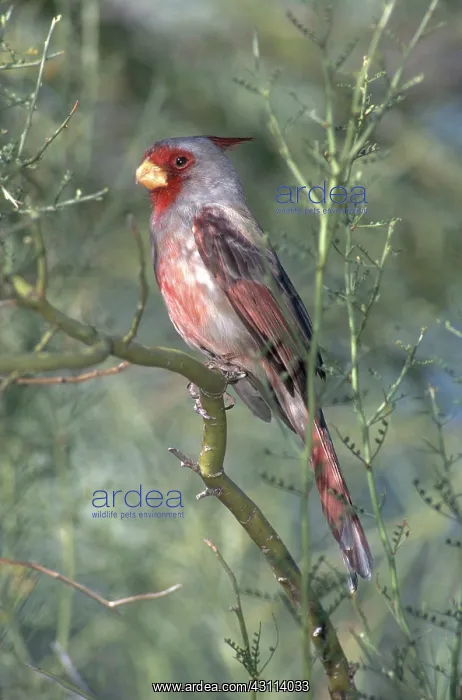 : Pyrrhuloxia : Pyrrhuloxia
