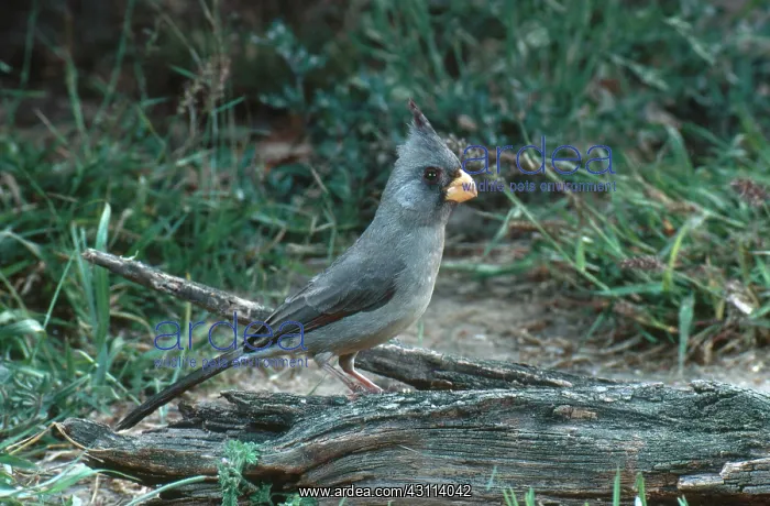 : Pyrrhuloxia : Pyrrhuloxia