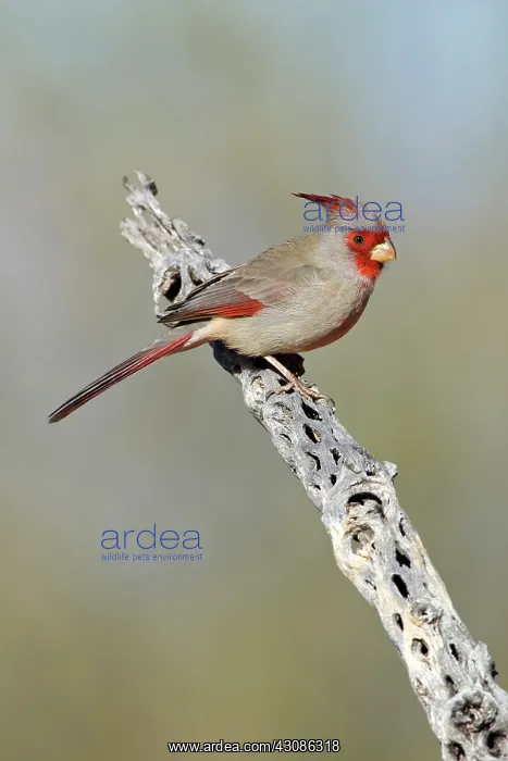 : Pyrrhuloxia (C. sinuatus) male : Pyrrhuloxia (C. sinuatus) male