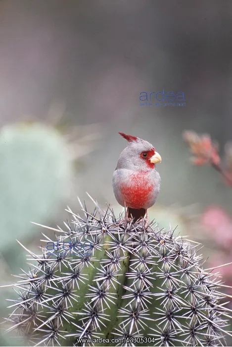 : PYRRHULOXIA - on cactus : PYRRHULOXIA - on cactus