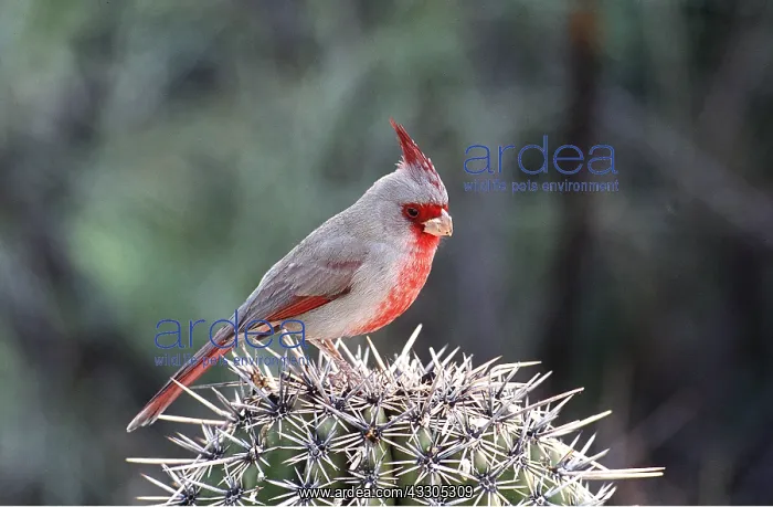 : PYRRHULOXIA - on cactus : PYRRHULOXIA - on cactus