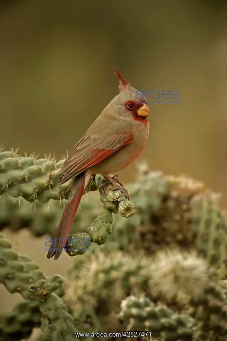 : Pyrrhuloxia - On cactus - Male : Pyrrhuloxia - On cactus - Male