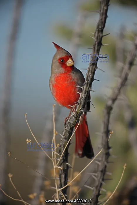 : Pyrrhuloxia (Cardinalis sinuatus) - Arizona - Male : Pyrrhuloxia (Cardinalis sinuatus) - Arizona - Male