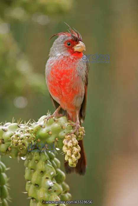 : Pyrrhuloxia (Cardinalis sinuatus) - Arizona - Male : Pyrrhuloxia (Cardinalis sinuatus) - Arizona - Male