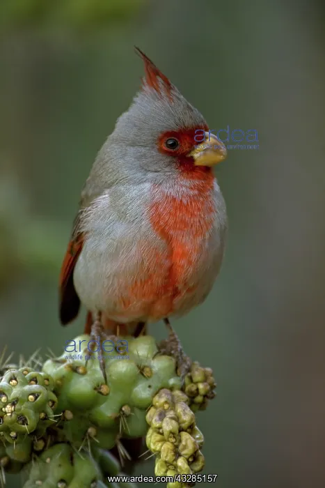 : Pyrrhuloxia (Cardinalis sinuatus) - Arizona - Male - On chol : Pyrrhuloxia (Cardinalis sinuatus) - Arizona - Male - On chol
