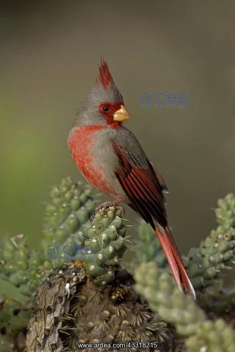 : Pyrrhuloxia (Cardinalis sinuatus) - Arizona - Male - On chol : Pyrrhuloxia (Cardinalis sinuatus) - Arizona - Male - On chol