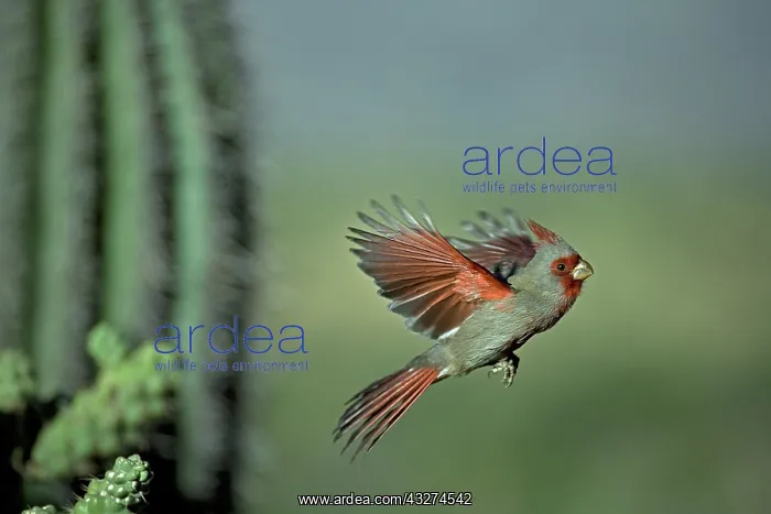 : Pyrrhuloxia (Cardinalis sinuatus) - Arizona - Male - In flig : Pyrrhuloxia (Cardinalis sinuatus) - Arizona - Male - In flig