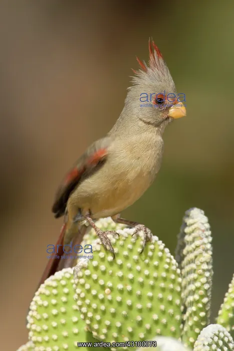 : Pyrrhuloxia (Cardinalis sinuatus) female : Pyrrhuloxia (Cardinalis sinuatus) female