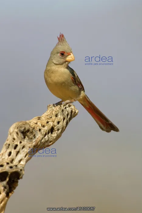 : Pyrrhuloxia (Cardinalis sinuatus) female : Pyrrhuloxia (Cardinalis sinuatus) female