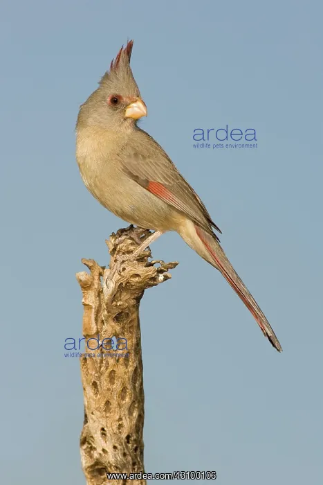 : Pyrrhuloxia (Cardinalis sinuatus) female : Pyrrhuloxia (Cardinalis sinuatus) female