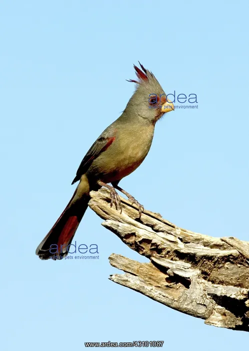 : Pyrrhuloxia (Cardinalis sinuatus) female : Pyrrhuloxia (Cardinalis sinuatus) female