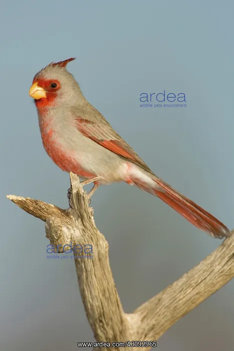 : Pyrrhuloxia (Cardinalis sinuatus) male : Pyrrhuloxia (Cardinalis sinuatus) male