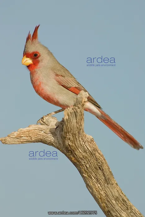 : Pyrrhuloxia (Cardinalis sinuatus) male : Pyrrhuloxia (Cardinalis sinuatus) male