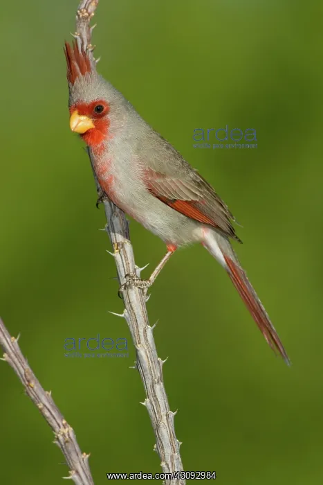 : Pyrrhuloxia (Cardinalis sinuatus) male : Pyrrhuloxia (Cardinalis sinuatus) male