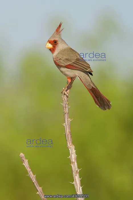 : Pyrrhuloxia (Cardinalis sinuatus) male : Pyrrhuloxia (Cardinalis sinuatus) male