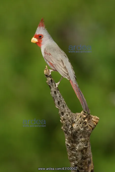  : Pyrrhuloxia (Cardinalis sinuatus) male
