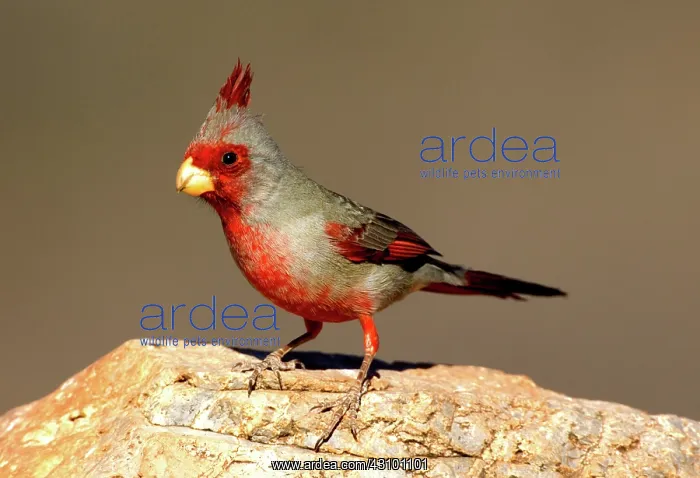  : Pyrrhuloxia (Cardinalis sinuatus) male