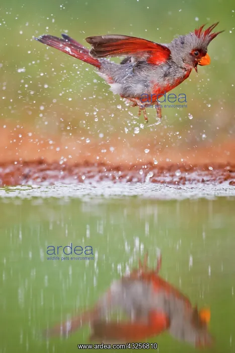 : Pyrrhuloxia (Cardinalis sinuatus) male bathing : Pyrrhuloxia (Cardinalis sinuatus) male bathing