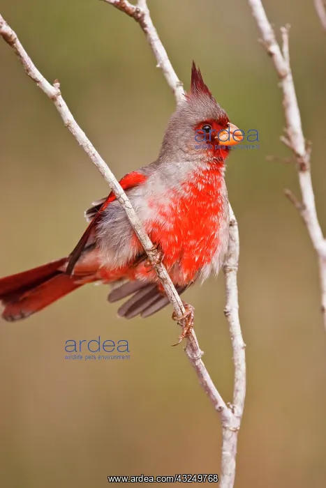 : Pyrrhuloxia (Cardinalis sinuatus) male perched : Pyrrhuloxia (Cardinalis sinuatus) male perched