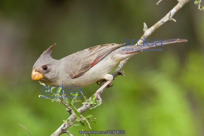 : Pyrrhuloxia - female : Pyrrhuloxia - female