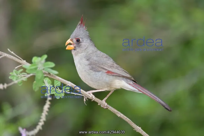 : Pyrrhuloxia - female : Pyrrhuloxia - female